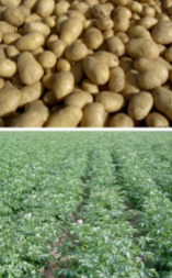 La coltura della patata nell'Alto Lazio